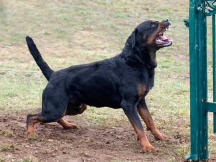 Orland Park, IL dog bite injury lawyer